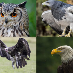 European Eagle Owl, Hooded Vulture, Chilean Blue Eagle and Bald Eagle