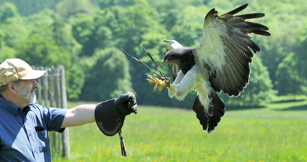 Bird of prey landing on man's glove