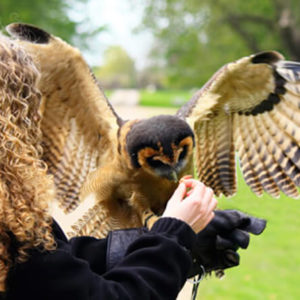 Woman feeding bird of prey