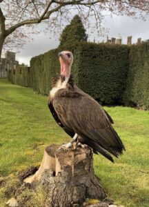 african-hooded-vulture