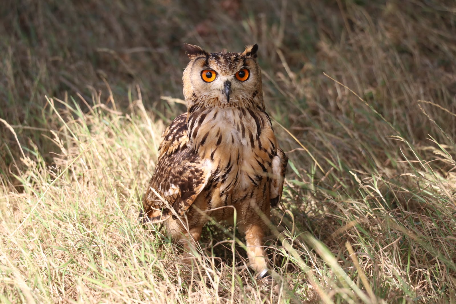 bengal-eagle-owl