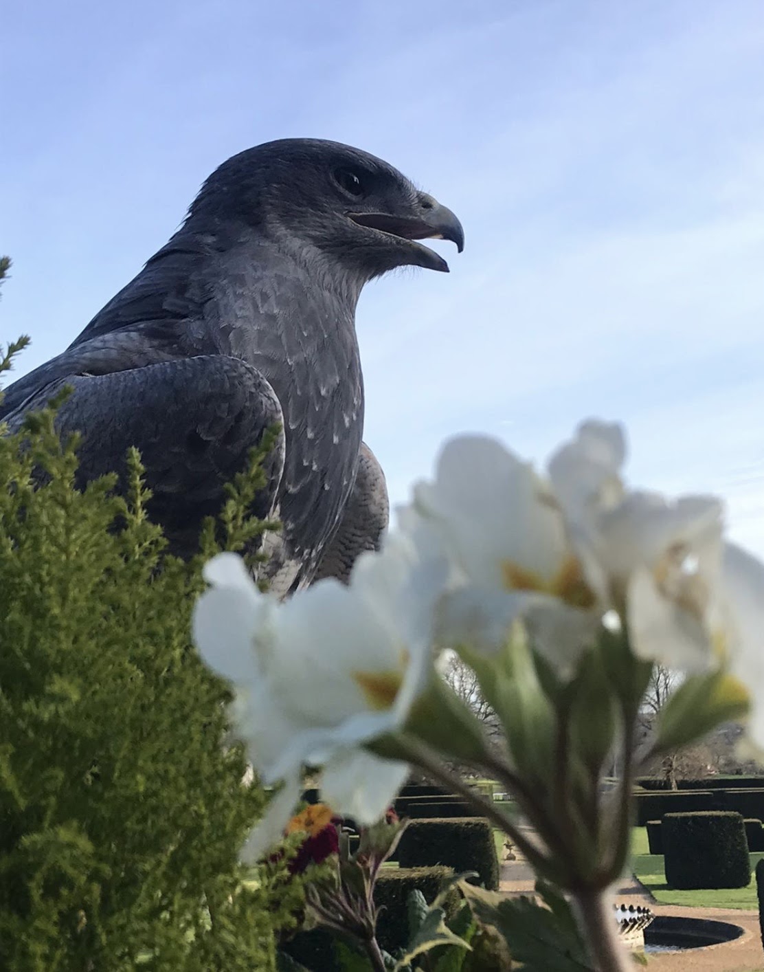 chilean blue eagle and flowers