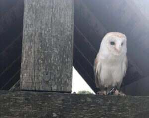 Barn owl perched