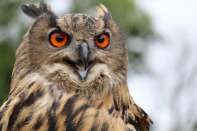 owl with orange eyes