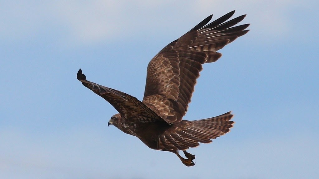 How To Identify UK Birds of Prey in Flight
