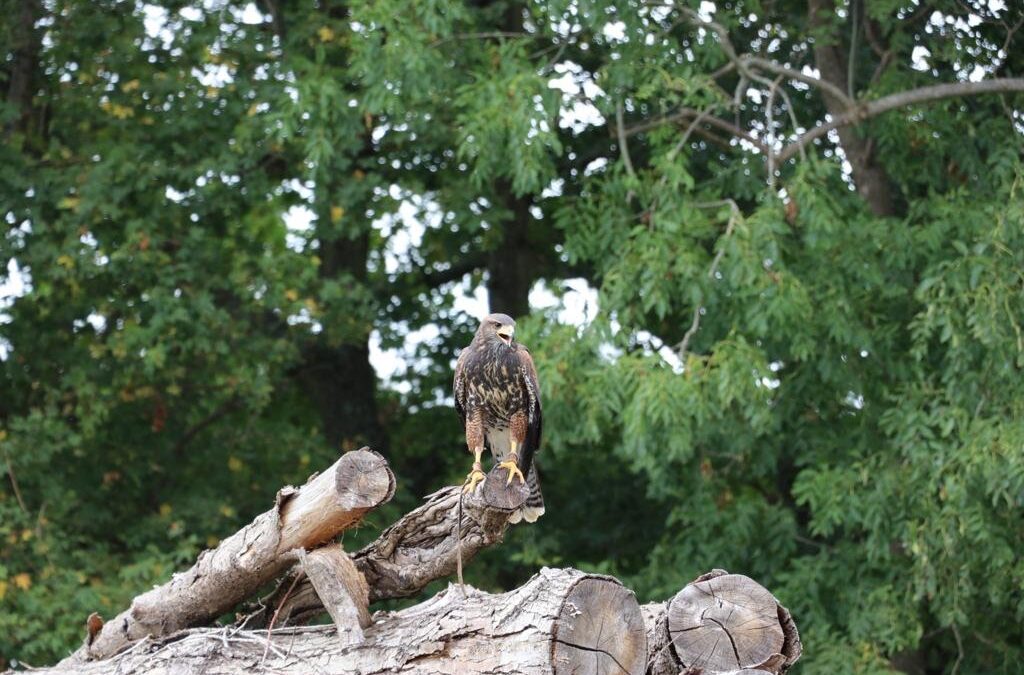 bird of prey perching on tree trunk